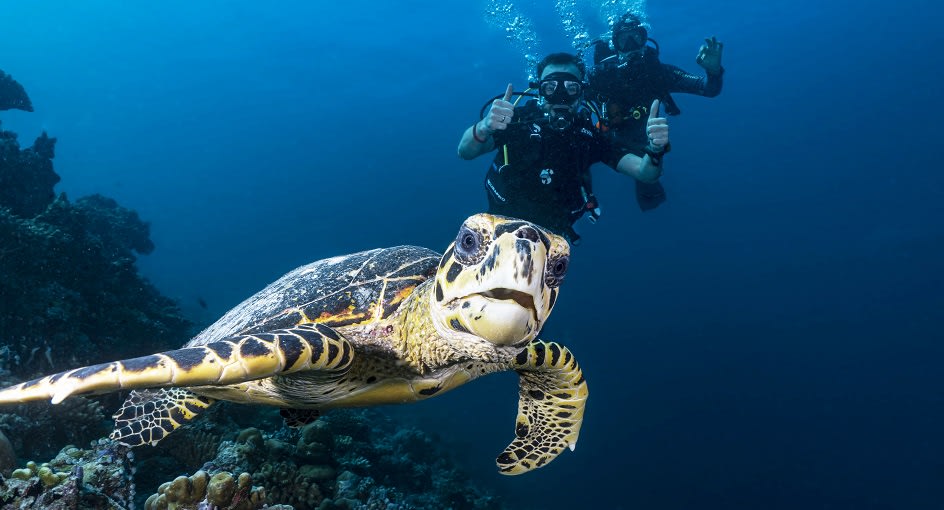 Niyama_Maldives_Turtle_Quest_944x510