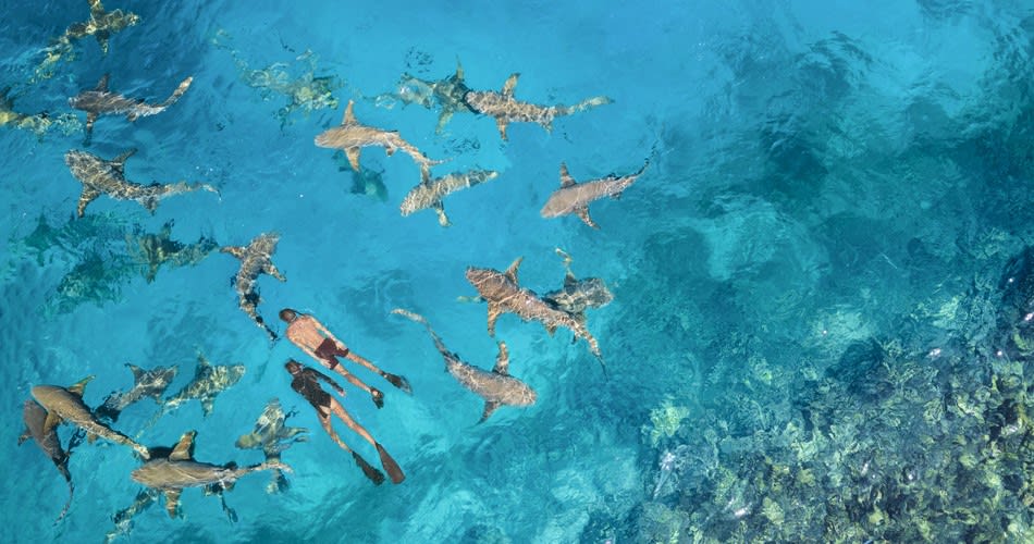 Swimming with the Sharks at Ananta Dhigu and Anantara Veli Maldives Resorts