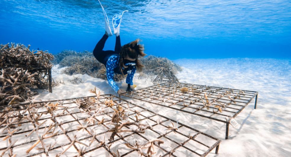 Sustainability coral farming sponsorships available for guests of Anantara Dhigu Maldives Resort, Anantara Veli Maldives Resort and Naladhu Private Island Maldives Resort
