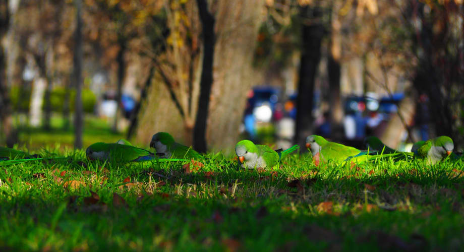 Casa de Campo Park Madrid