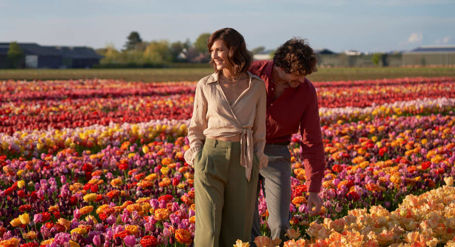 Tulip fields in the Netherlands