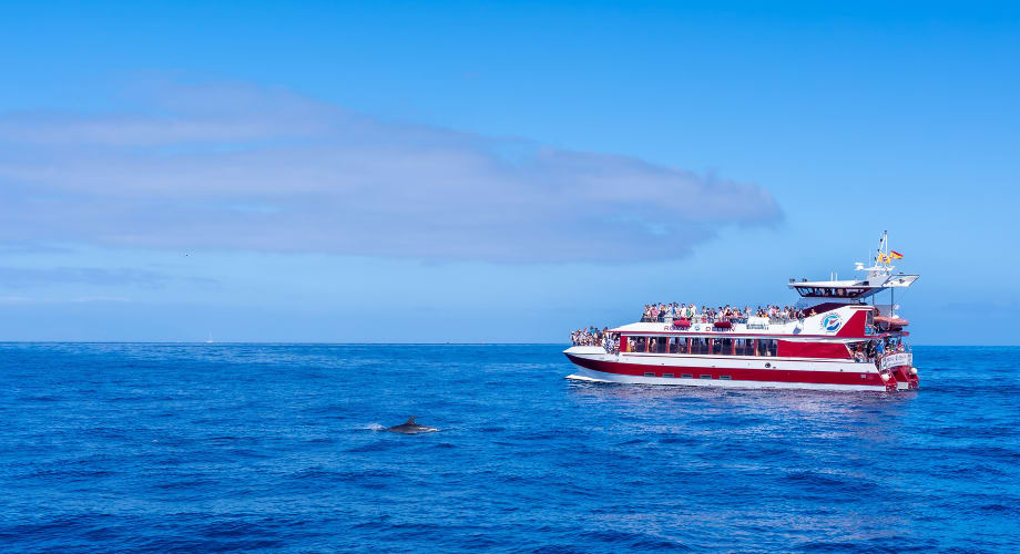 Ethical dolphin and whale watching cruises in Tenerife