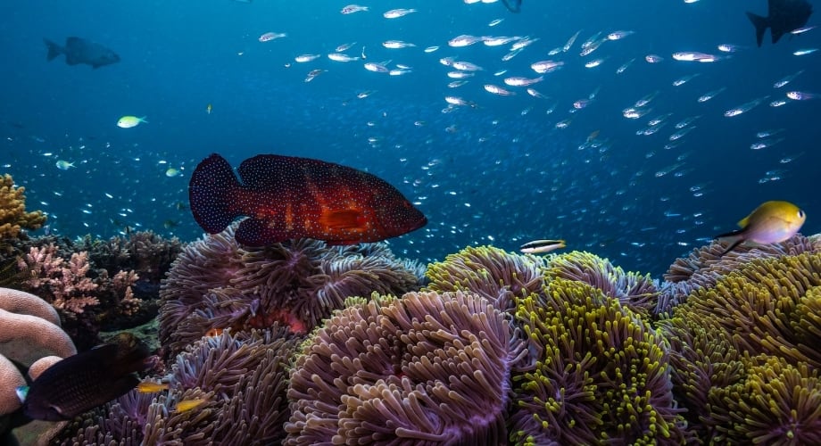 Amazing Coral reefs of the Indian ocean