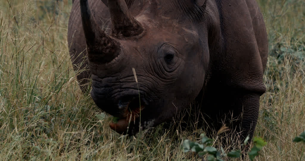 Still from the film Rhino Guardians by Fraser Morton. 