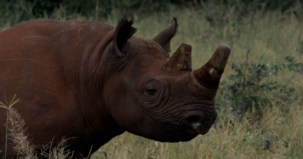 Still from the film Rhino Guardians by Fraser Morton. 