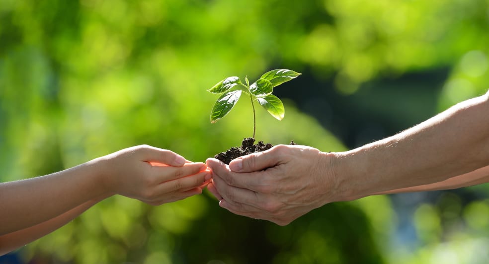 Adopting a tree, sustainability initiative at NH Collection Maldives Reethi Resort
