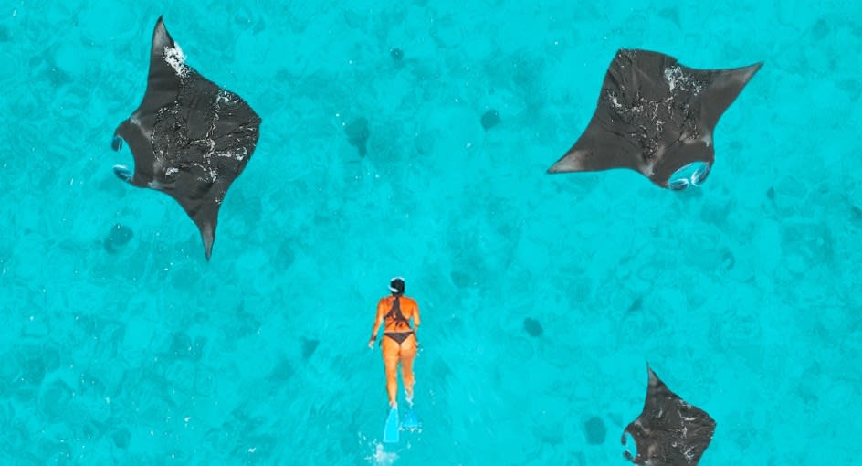 Snorkelling with Manta Rays in Hanifaru Bay, Baa Atoll, at NH Collection Maldives Reethi Resort