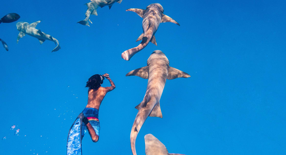 Anantara Dhigu Family Resort Shark Snorkeling