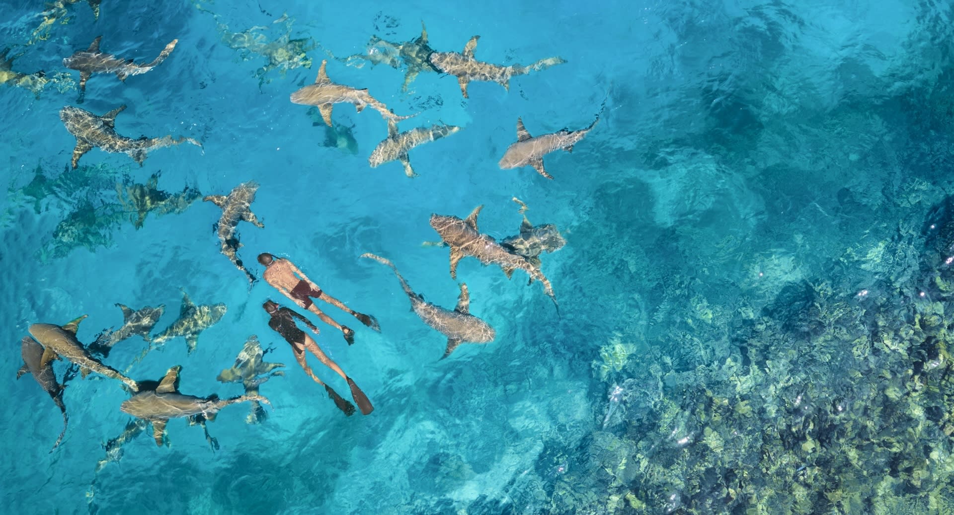 Nurse Sharks Snorkeling at Naladhu Private Island