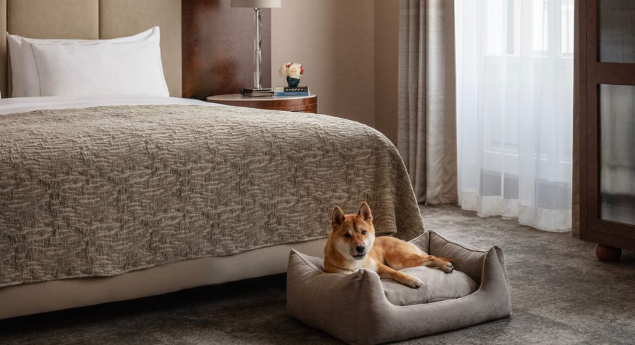 Seamless stays in pet friendly hotels