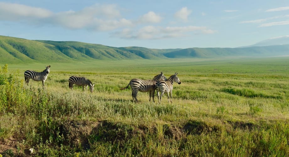 View of the safari in West Africa