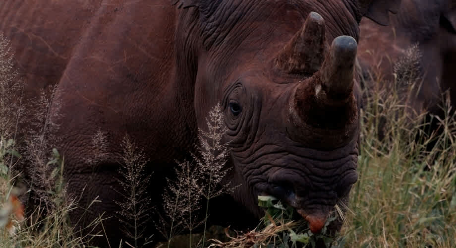 The black rhinos of Victoria Falls Private Game Reserve. Still from the film Rhino Guardians by Fraser Morton.