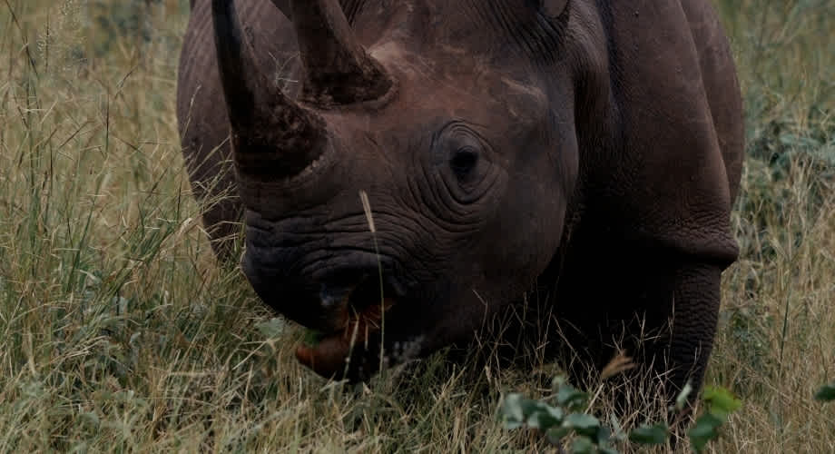 Still from the film Rhino Guardians by Fraser Morton. 