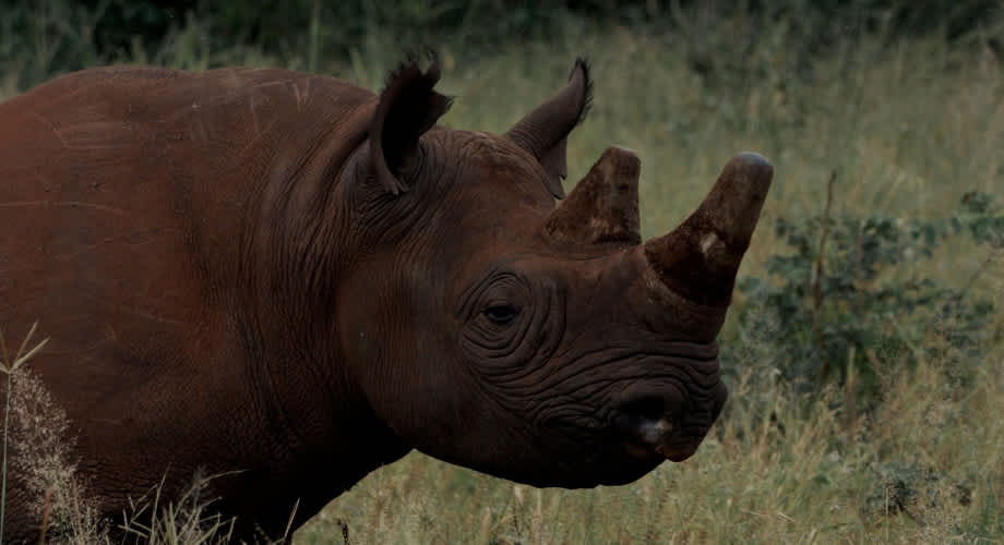 Still from the film Rhino Guardians by Fraser Morton. 