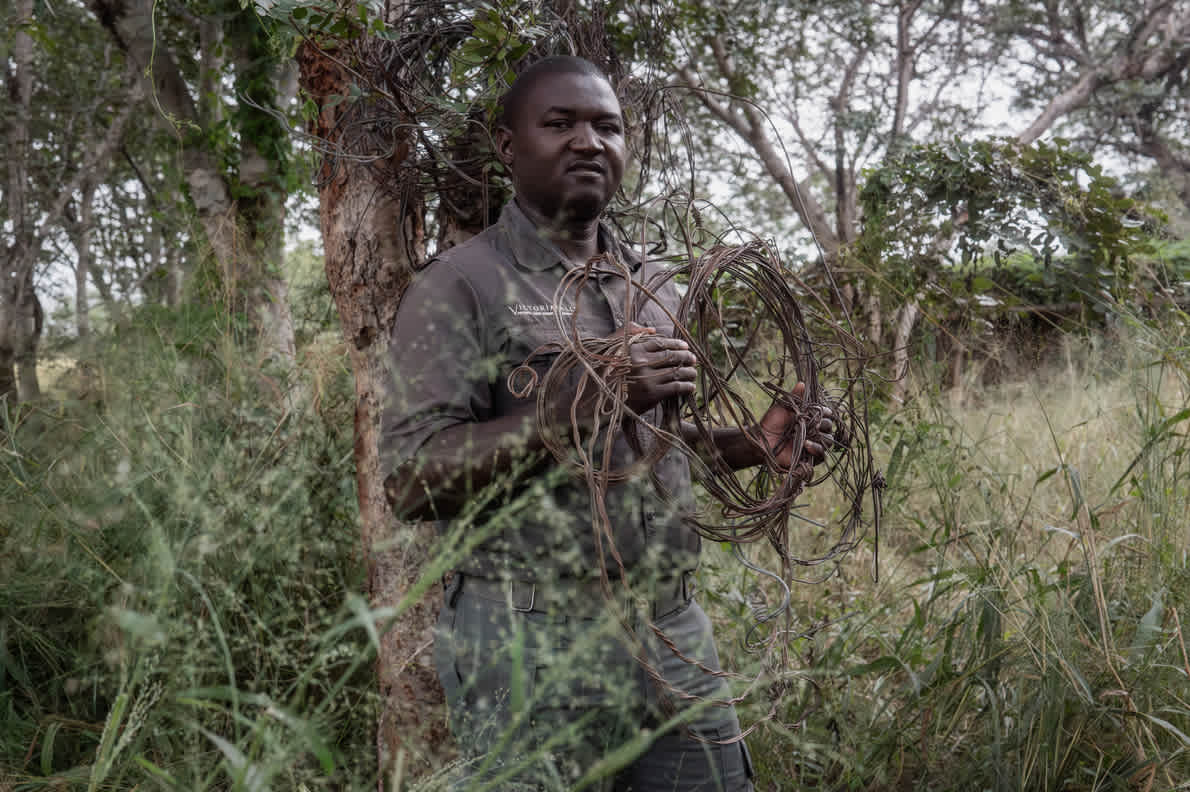 Picket Chabwedzeka, Victoria Falls Private Game Reserve Manager, holds snare traps seized from poachers. Photo by Fraser Morton.