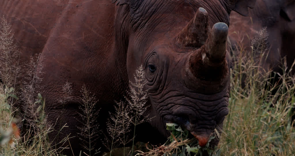 The black rhinos of Victoria Falls Private Game Reserve. Still from the film Rhino Guardians by Fraser Morton.