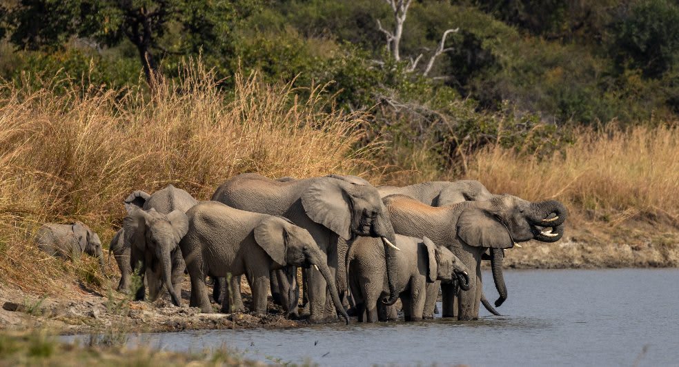 Anantara Kafue River Tented Camp 