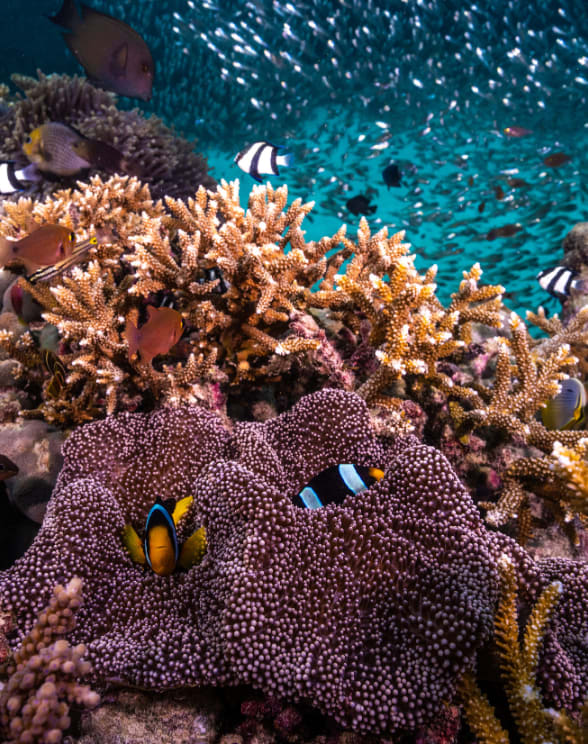 Reefs at Anantara Kihavah Maldives