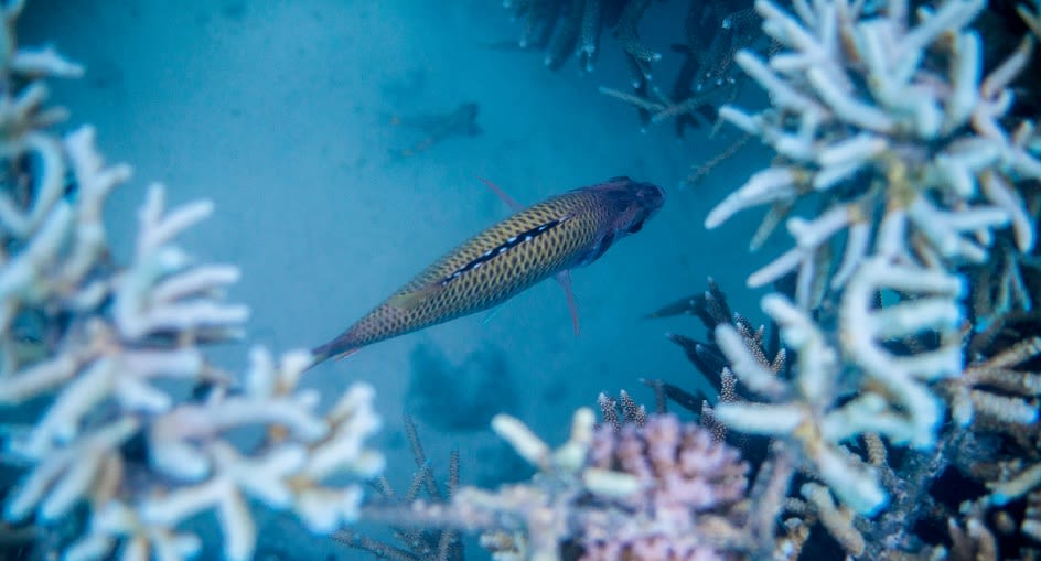 Niyama_Maldives_Snorkelling Trips_944X510