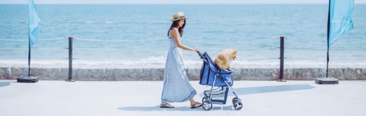 Pet Friendly Hotel Package Avani Hua Hin Resort In Cha Am