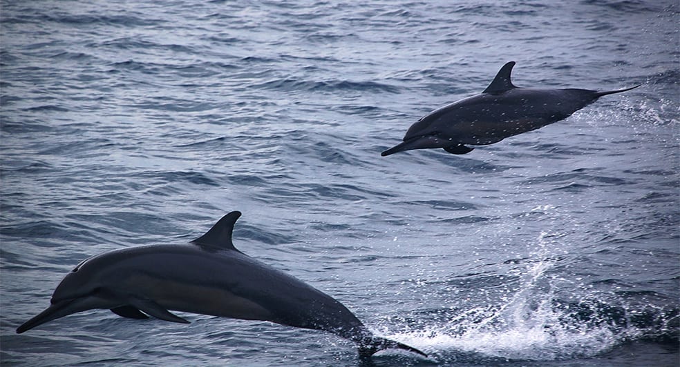 NH Collection Maldives Havodda Resort Leisure Dolphin Safari
