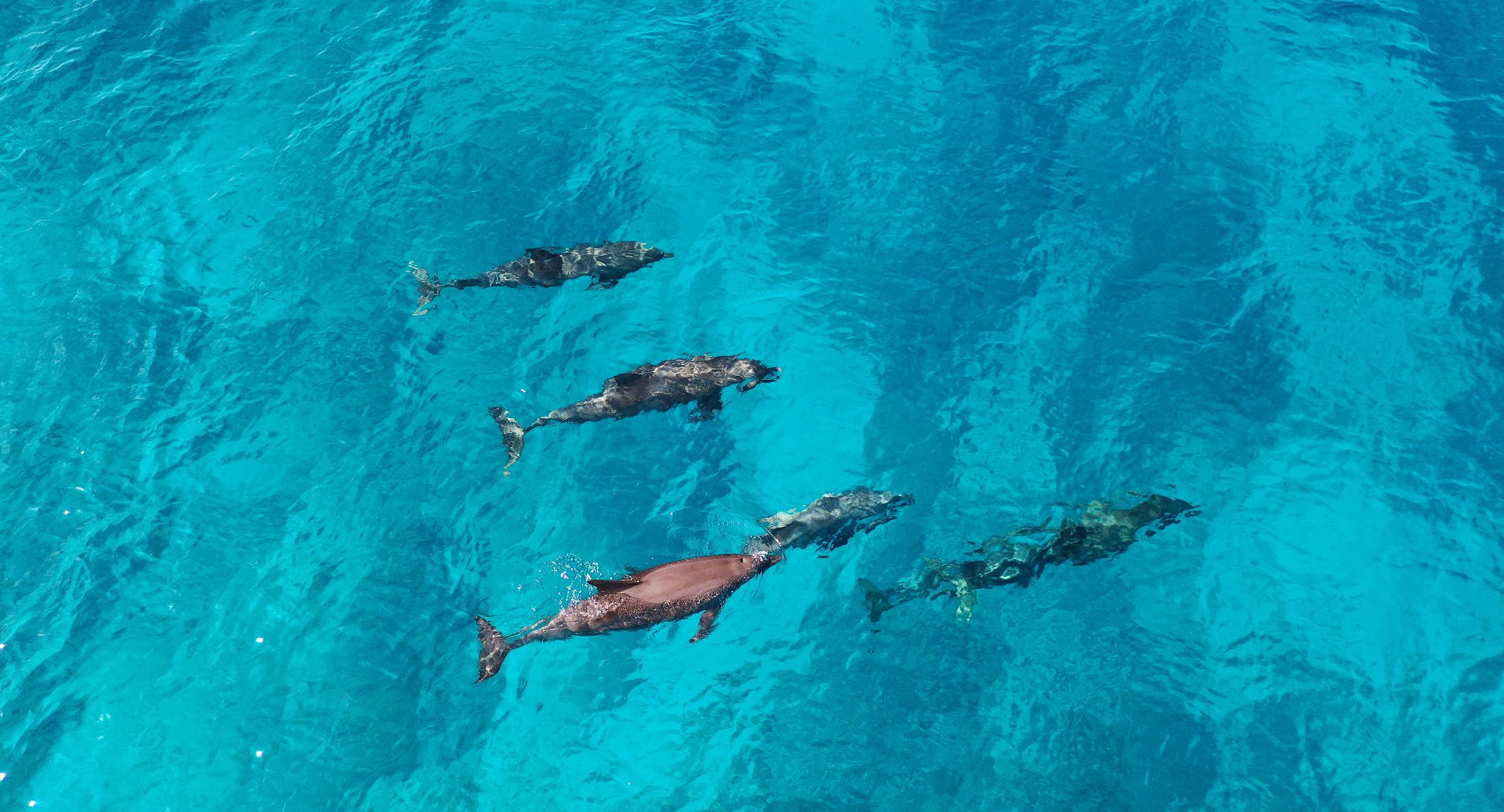 Niyama Private Islands Dolphin Quest Activity